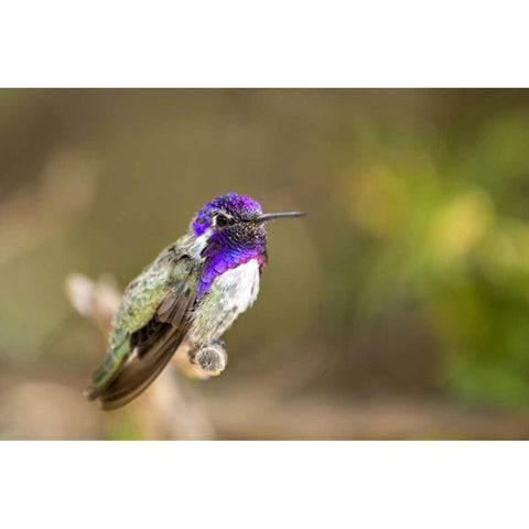 AZ, Tucson Costas hummingbird perched on twig Black Modern Wood Framed Art Print by Kaveney, Wendy