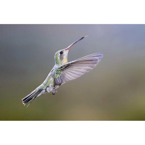 AZ, Madera Canyon Broad-billed hummingbird Black Modern Wood Framed Art Print by Kaveney, Wendy