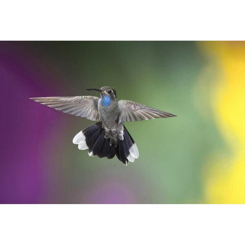 AZ, Madera Canyon Male blue-throated hummingbird White Modern Wood Framed Art Print by Kaveney, Wendy