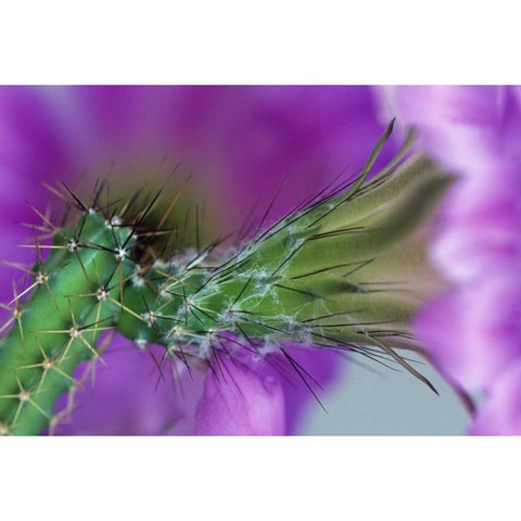 USA, Arizona Cactus with blossom in spring Black Modern Wood Framed Art Print with Double Matting by Rotenberg, Nancy