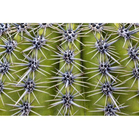USA, Arizona, Tucson Close-up of a barrel cactus Black Modern Wood Framed Art Print with Double Matting by Paulson, Don