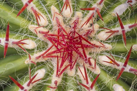 Arizona, Tucson Close-up of cactus and thorns Black Ornate Wood Framed Art Print with Double Matting by Paulson, Don