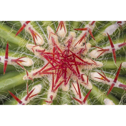 Arizona, Tucson Close-up of cactus and thorns Black Modern Wood Framed Art Print by Paulson, Don