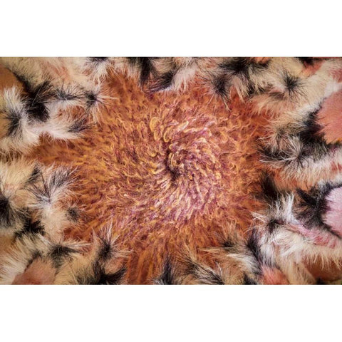 USA, Arizona, Tucson Close-up of a Protea bloom White Modern Wood Framed Art Print by Paulson, Don