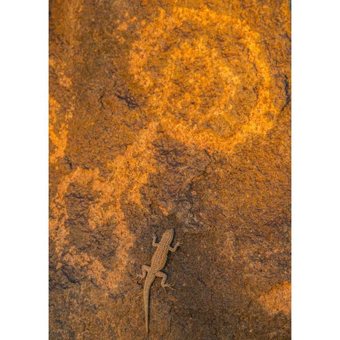 AZ, Painted Rock Petroglyph Site and lizard Black Modern Wood Framed Art Print by Illg, Cathy and Gordon