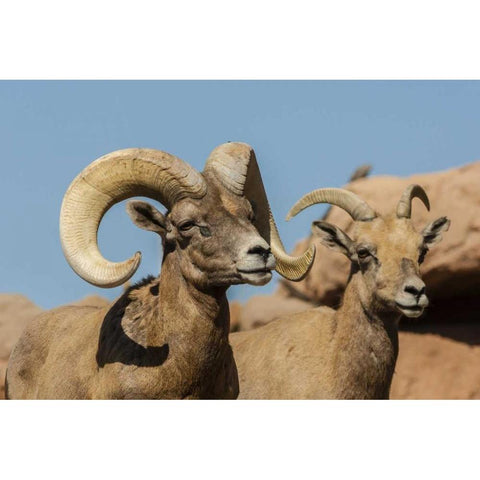 Arizona, Sonoran Desert Desert bighorns Black Modern Wood Framed Art Print by Illg, Cathy and Gordon