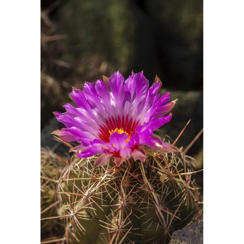 Arizona, Sonoran Desert Cactus blossom close-up Black Modern Wood Framed Art Print by Illg, Cathy and Gordon