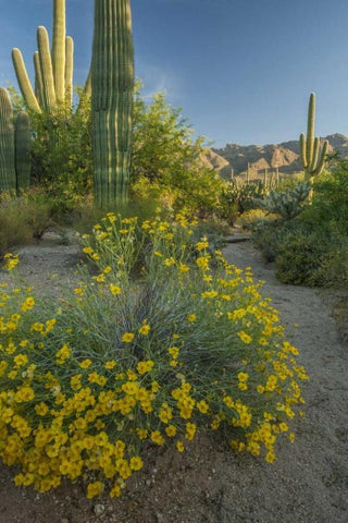 Arizona, Coronado NF Saguaros and paper flowers White Modern Wood Framed Art Print with Double Matting by Illg, Cathy and Gordon