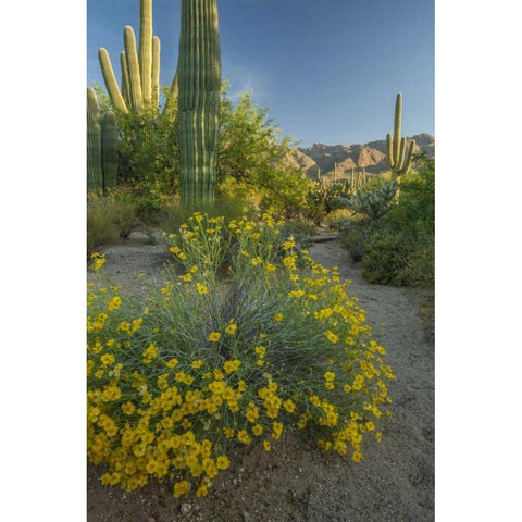 Arizona, Coronado NF Saguaros and paper flowers Black Modern Wood Framed Art Print by Illg, Cathy and Gordon