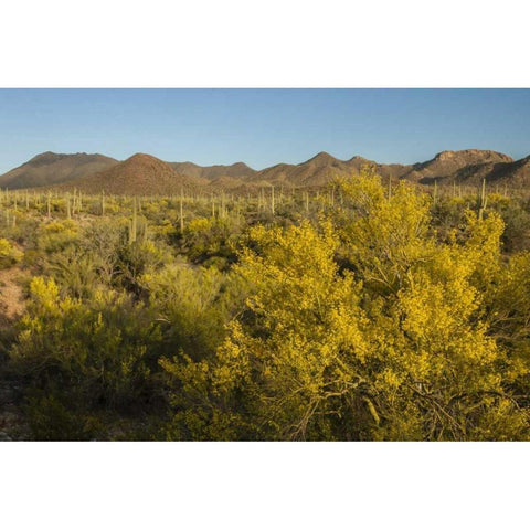 USA, Arizona, Saguaro NP Desert landscape White Modern Wood Framed Art Print by Illg, Cathy and Gordon