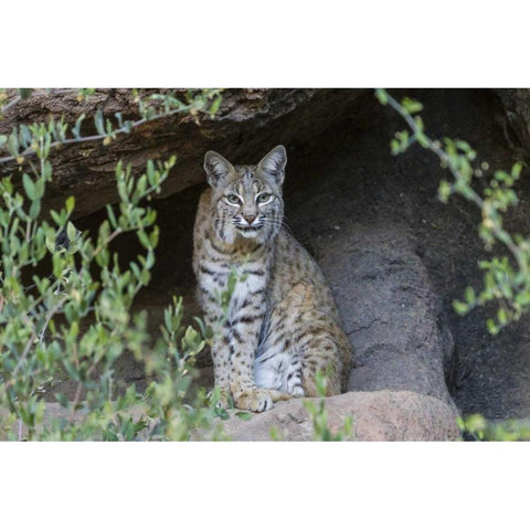 USA, Arizona Bobcat sitting under shelter Black Modern Wood Framed Art Print by Illg, Cathy and Gordon