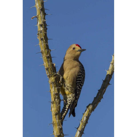 AZ, Sonoran Desert Gila woodpecker on ocotillo Black Modern Wood Framed Art Print by Illg, Cathy and Gordon