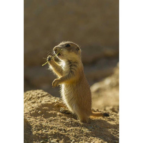 AZ, Sonoran Desert Black-tailed prairie dog pup Black Modern Wood Framed Art Print by Illg, Cathy and Gordon