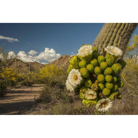 Arizona, Saguaro NP Saguaro cactus blossoms Black Modern Wood Framed Art Print by Illg, Cathy and Gordon