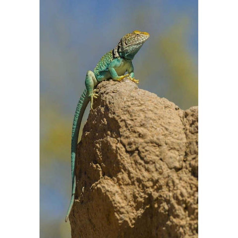 Arizona, Sonoran Desert Collared lizard on rock Black Modern Wood Framed Art Print by Illg, Cathy and Gordon