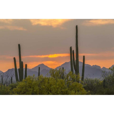 Arizona, Saguaro NP Sunset on desert landscape Black Modern Wood Framed Art Print by Illg, Cathy and Gordon