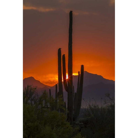 Arizona, Saguaro NP Sunset on desert landscape Gold Ornate Wood Framed Art Print with Double Matting by Illg, Cathy and Gordon