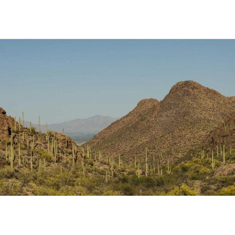 Arizona, Saguaro NP Valley in desert landscape White Modern Wood Framed Art Print by Illg, Cathy and Gordon