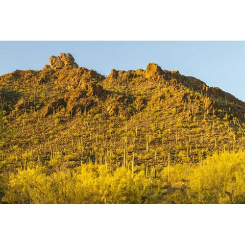 Arizona, Sonoran Desert Saguaro and palo verde Black Modern Wood Framed Art Print by Illg, Cathy and Gordon