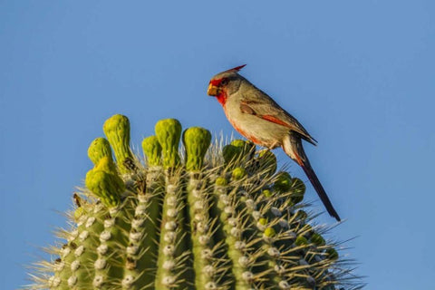 Arizona, Sonoran Desert Pyrrhuloxia on saguaro White Modern Wood Framed Art Print with Double Matting by Illg, Cathy and Gordon