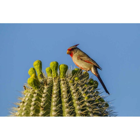 Arizona, Sonoran Desert Pyrrhuloxia on saguaro Black Modern Wood Framed Art Print by Illg, Cathy and Gordon