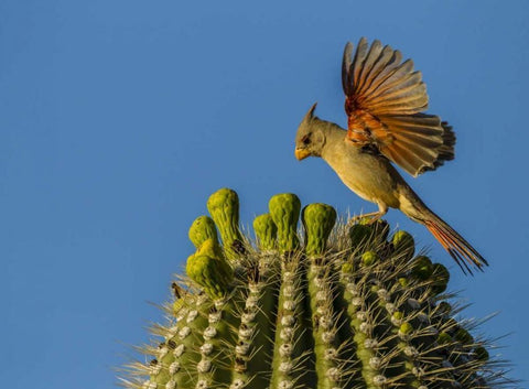 AZ, Sonoran Desert Pyrrhuloxia on saguaro buds Black Ornate Wood Framed Art Print with Double Matting by Illg, Cathy and Gordon
