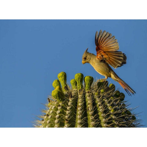 AZ, Sonoran Desert Pyrrhuloxia on saguaro buds Gold Ornate Wood Framed Art Print with Double Matting by Illg, Cathy and Gordon