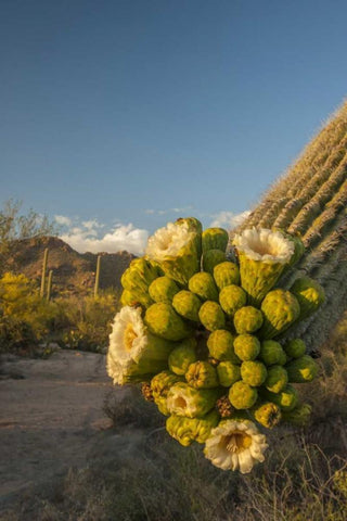 Arizona, Saguaro NP Saguaro cactus blossoms Black Ornate Wood Framed Art Print with Double Matting by Illg, Cathy and Gordon