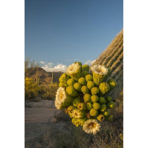 Arizona, Saguaro NP Saguaro cactus blossoms Black Modern Wood Framed Art Print by Illg, Cathy and Gordon