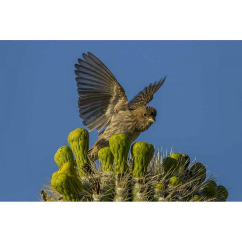 Arizona, Sonoran Desert House finch on saguaro Gold Ornate Wood Framed Art Print with Double Matting by Illg, Cathy and Gordon