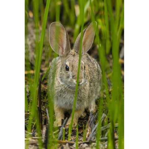 AZ, Sonoran Desert Desert cottontail rabbit Black Modern Wood Framed Art Print by Illg, Cathy and Gordon