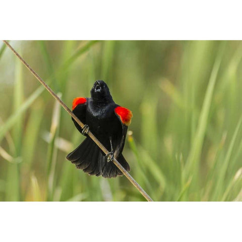 AZ, Sonoran Desert Red-winged blackbird calling Gold Ornate Wood Framed Art Print with Double Matting by Illg, Cathy and Gordon