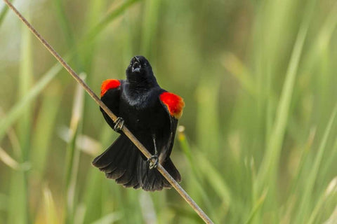 AZ, Sonoran Desert Red-winged blackbird calling White Modern Wood Framed Art Print with Double Matting by Illg, Cathy and Gordon