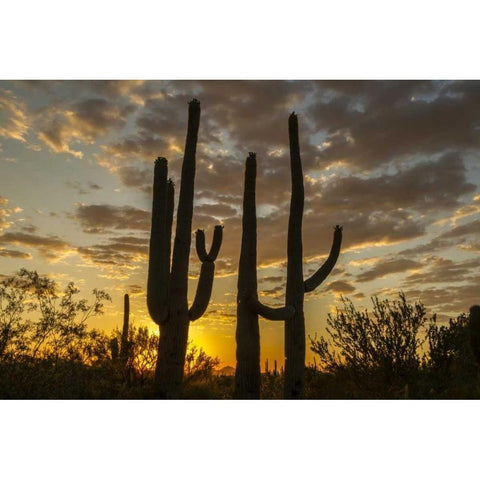 Arizona, Saguaro NP Sunset on desert landscape Gold Ornate Wood Framed Art Print with Double Matting by Illg, Cathy and Gordon