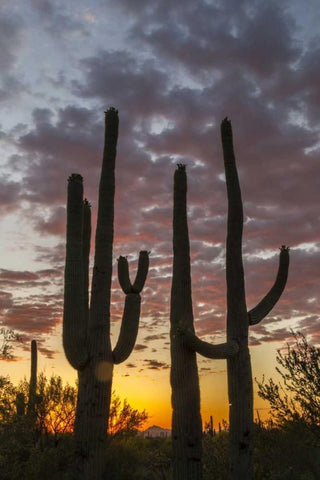 Arizona, Saguaro NP Sunset on desert landscape White Modern Wood Framed Art Print with Double Matting by Illg, Cathy and Gordon