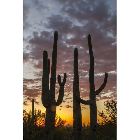 Arizona, Saguaro NP Sunset on desert landscape Black Modern Wood Framed Art Print by Illg, Cathy and Gordon