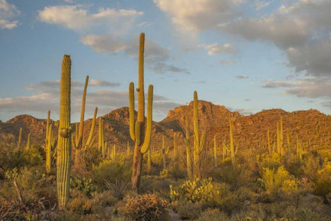 USA, Arizona, Saguaro NP Desert landscape White Modern Wood Framed Art Print with Double Matting by Illg, Cathy and Gordon