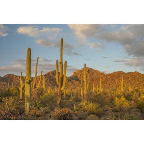 USA, Arizona, Saguaro NP Desert landscape Black Modern Wood Framed Art Print by Illg, Cathy and Gordon