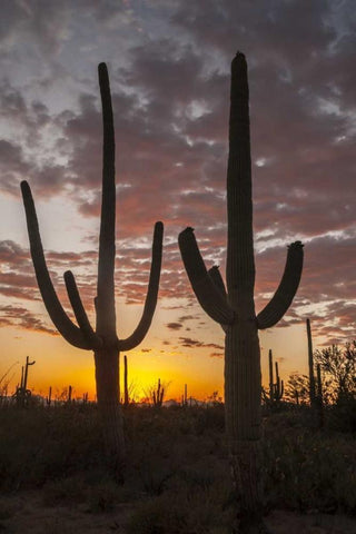 Arizona, Saguaro NP Sunset on desert landscape White Modern Wood Framed Art Print with Double Matting by Illg, Cathy and Gordon