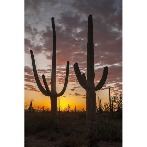 Arizona, Saguaro NP Sunset on desert landscape Black Modern Wood Framed Art Print by Illg, Cathy and Gordon