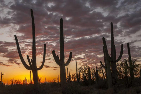 Arizona, Saguaro NP Sunset on desert landscape White Modern Wood Framed Art Print with Double Matting by Illg, Cathy and Gordon