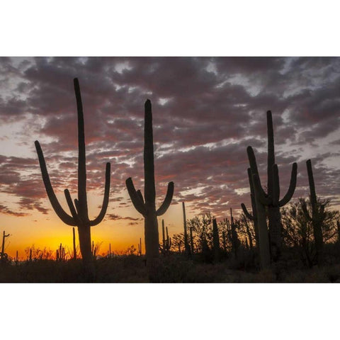 Arizona, Saguaro NP Sunset on desert landscape Black Modern Wood Framed Art Print by Illg, Cathy and Gordon