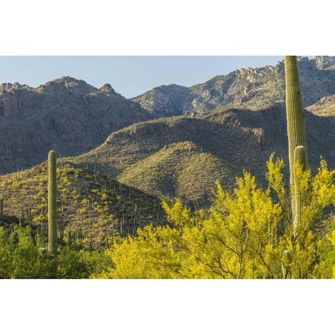 AZ, Coronado NF Saguaro cactus and palo verde White Modern Wood Framed Art Print by Illg, Cathy and Gordon