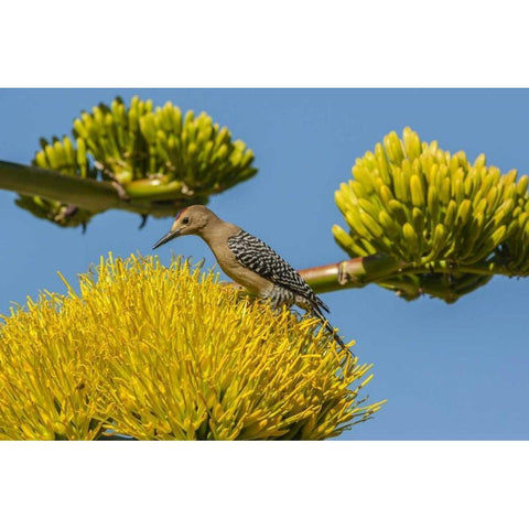 AZ, Sonoran Desert Male Gila woodpecker Black Modern Wood Framed Art Print by Illg, Cathy and Gordon