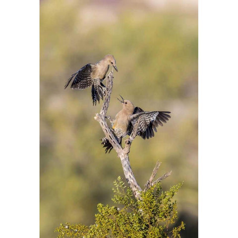 AZ, Buckeye Gila woodpeckers on cholla skeleton Black Modern Wood Framed Art Print by Kaveney, Wendy