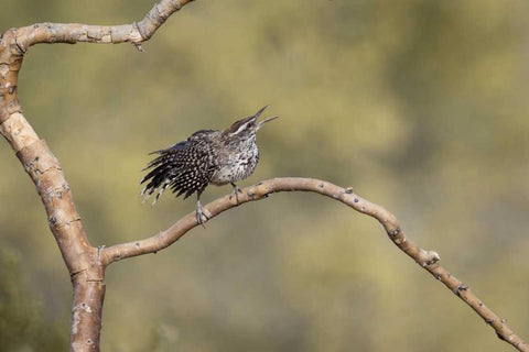 Arizona, Buckeye Singing cactus wren on branch White Modern Wood Framed Art Print with Double Matting by Kaveney, Wendy