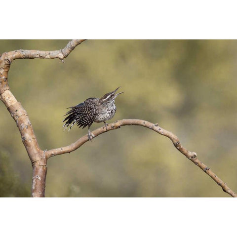 Arizona, Buckeye Singing cactus wren on branch Black Modern Wood Framed Art Print by Kaveney, Wendy