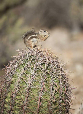 AZ, Buckeye Harriss antelope squirrel on cactus Black Ornate Wood Framed Art Print with Double Matting by Kaveney, Wendy