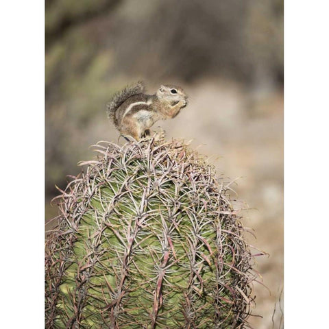 AZ, Buckeye Harriss antelope squirrel on cactus Black Modern Wood Framed Art Print by Kaveney, Wendy