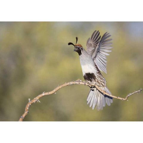 AZ, Buckeye Female Gambels quail on branch Black Modern Wood Framed Art Print by Kaveney, Wendy